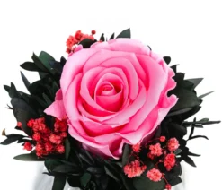 Dehner Keramik-Schale mit Longlife-Rose Perla, ca. Ø12/H16 cm