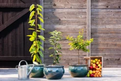 Dehner Keramik-Topf Bavaria, bauchig