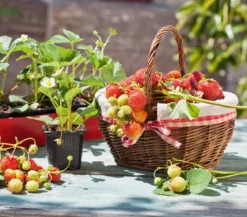 Dehner Kids Erdbeere 'Ostara'