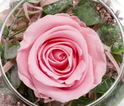 Dehner Kugelglas mit Longlife-Rose Doris, rosa, ca. Ø10/H12 cm