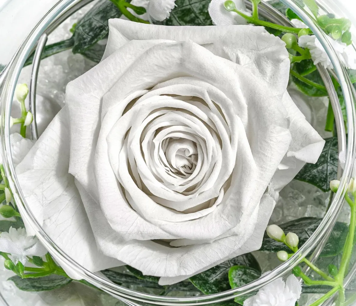 Dehner Kugelglas mit Longlife-Rose Abby, ca. Ø10 cm