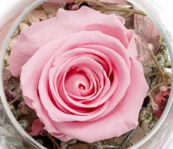 Dehner Kugelglas mit Longlife-Rose Annabell, rosa, ca. Ø10/H10 cm
