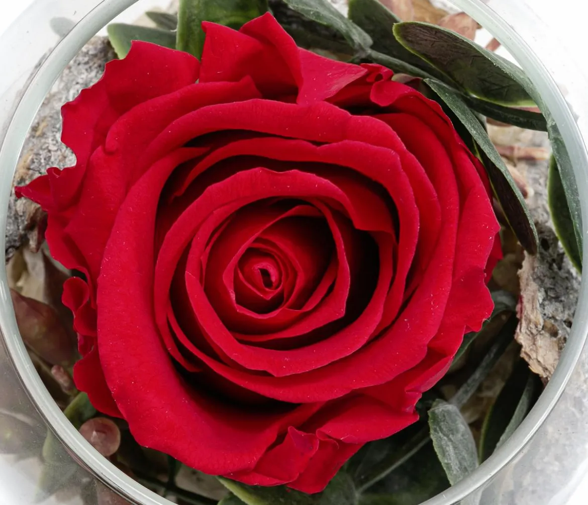 Dehner Kugelglas mit Longlife-Rose Amelie, rot, ca. Ø10/H10 cm