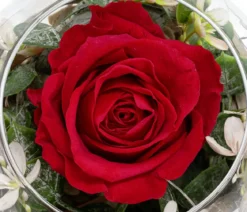 Dehner Kugelglas mit Longlife-Rose Diana, rot, ca. Ø10/H10 cm