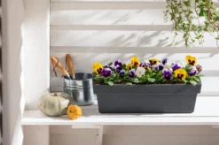 Dehner Kunststoff-Blumenkasten Pisa, ca. B60/H20/T20 cm, anthrazit