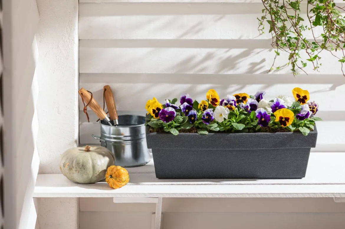 Dehner Kunststoff-Blumenkasten Pisa, ca. B60/H20/T20 cm, anthrazit
