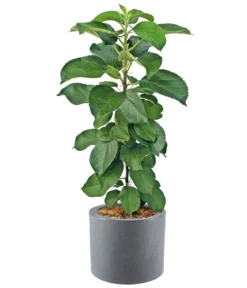 Dehner Kunststoff-Blumenkübel Palermo mit Rollen, rund, anthrazit, ca. Ø40/H34 cm