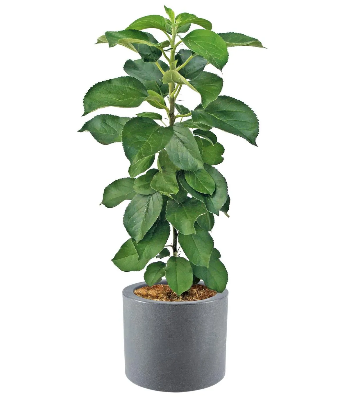 Dehner Kunststoff-Blumenkübel Palermo mit Rollen, rund, anthrazit, ca. Ø40/H34 cm