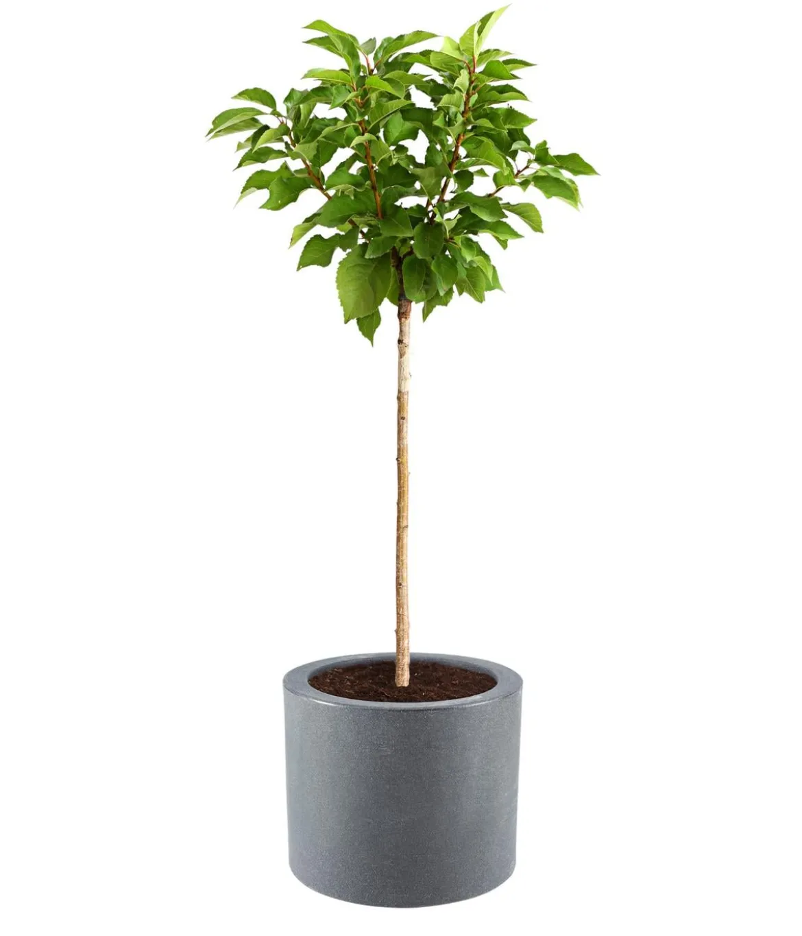 Dehner Kunststoff-Blumenkübel Palermo mit Rollen, rund, anthrazit, ca. Ø40/H34 cm