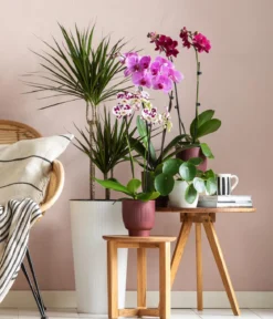 Dehner Kunststoff-Topf Lilia, konisch