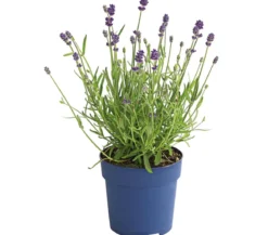 Dehner Lavendel 'Felice Purple'