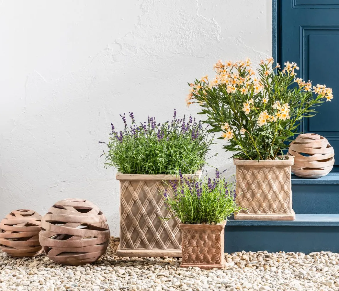 Dehner Lavendel 'Felice Purple'