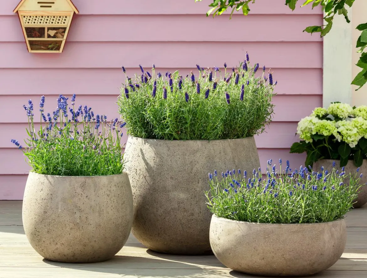 Dehner Lavendel 'Felice Purple'
