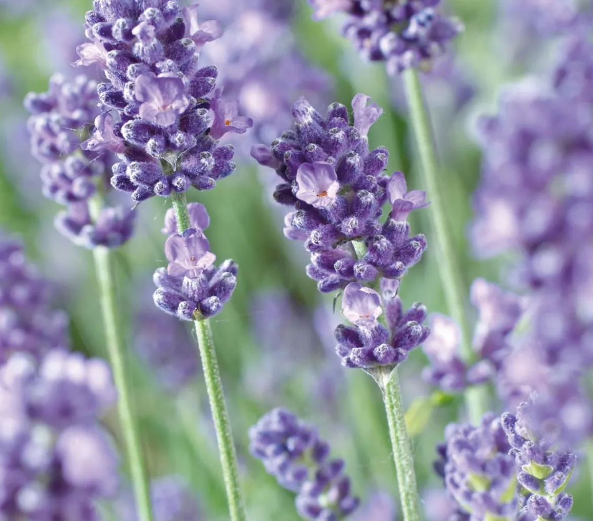Dehner Lavendel 'Felice Purple'