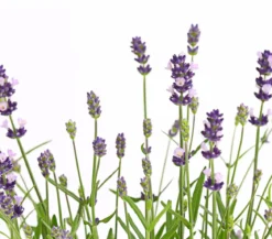 Dehner Lavendel 'Felice Purple'