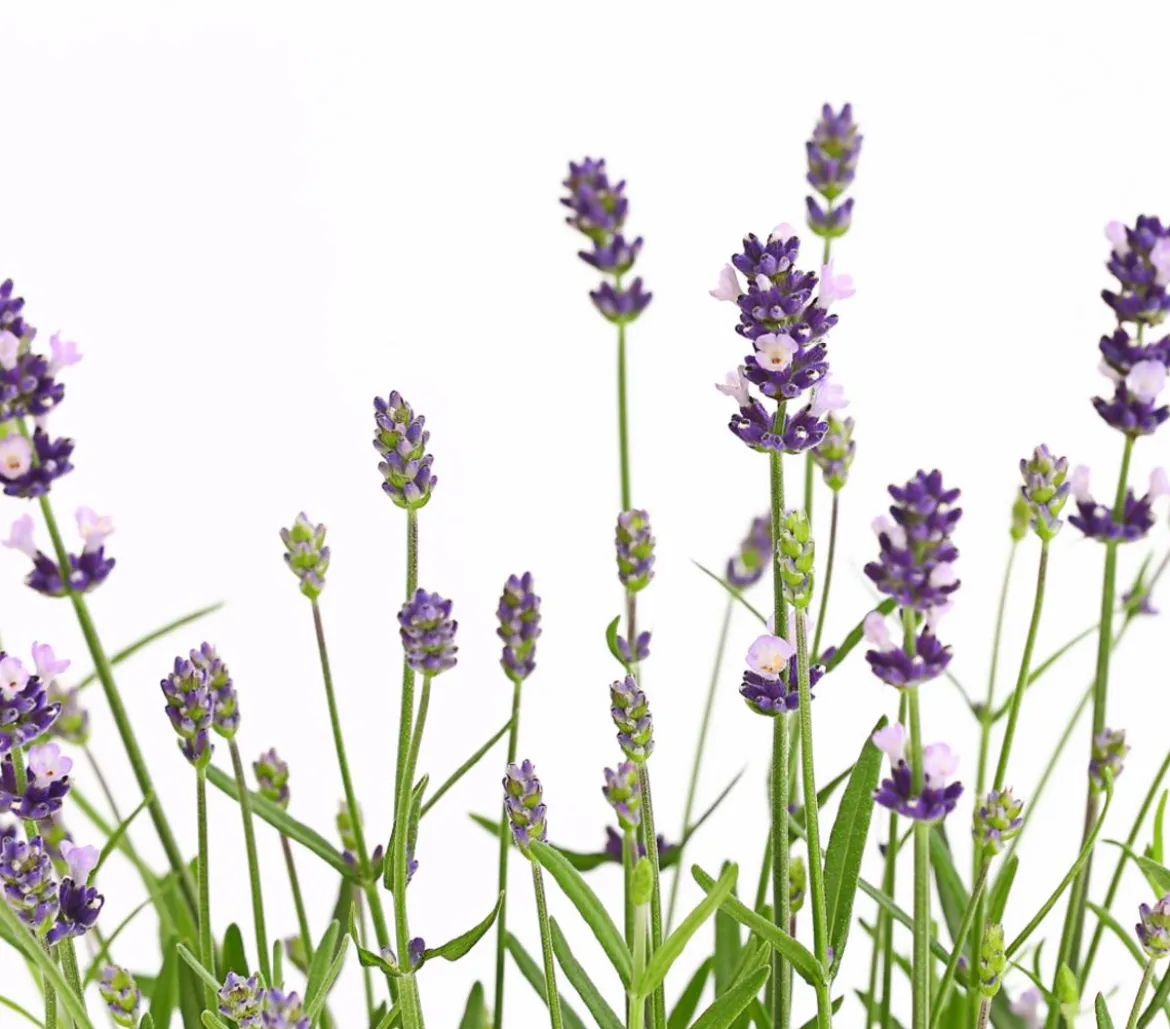 Dehner Lavendel 'Felice Purple'