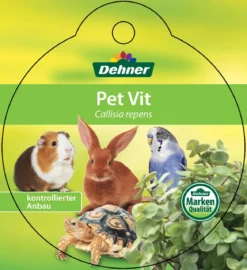 Dehner Lieblinge Callisie 'PetVit'