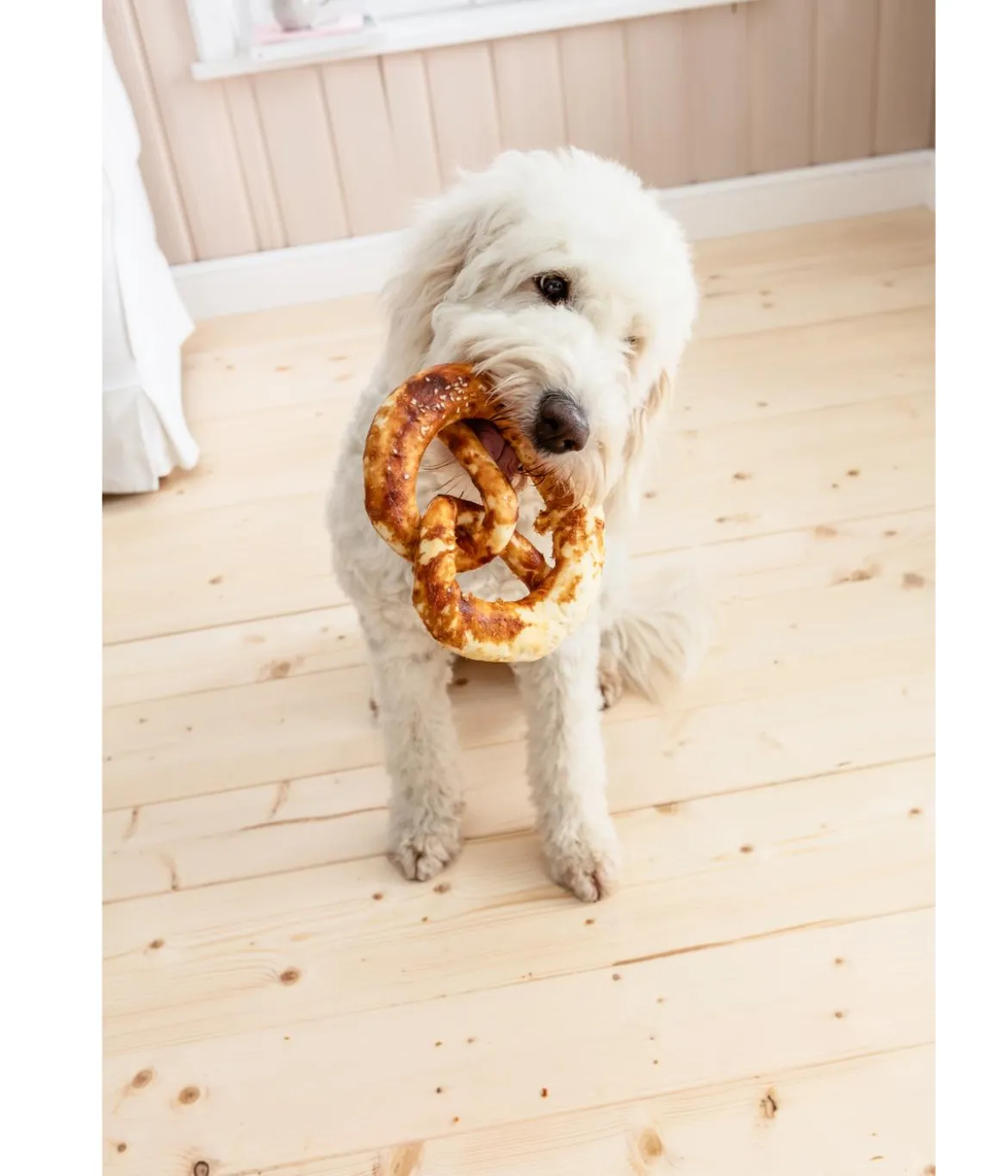 Dehner Lieblinge Hundesnack Hunde-Brezel mit Huhn