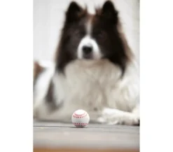 Dehner Lieblinge Hundespielzeug Spielball Sporty