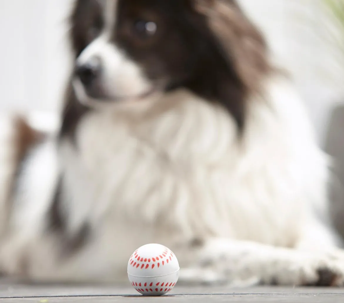 Dehner Lieblinge Hundespielzeug Spielball Sporty