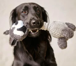 Dehner Lieblinge Hundespielzeug Racoon