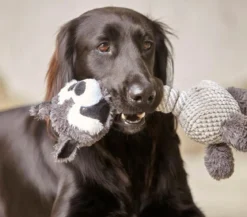 Dehner Lieblinge Hundespielzeug Racoon