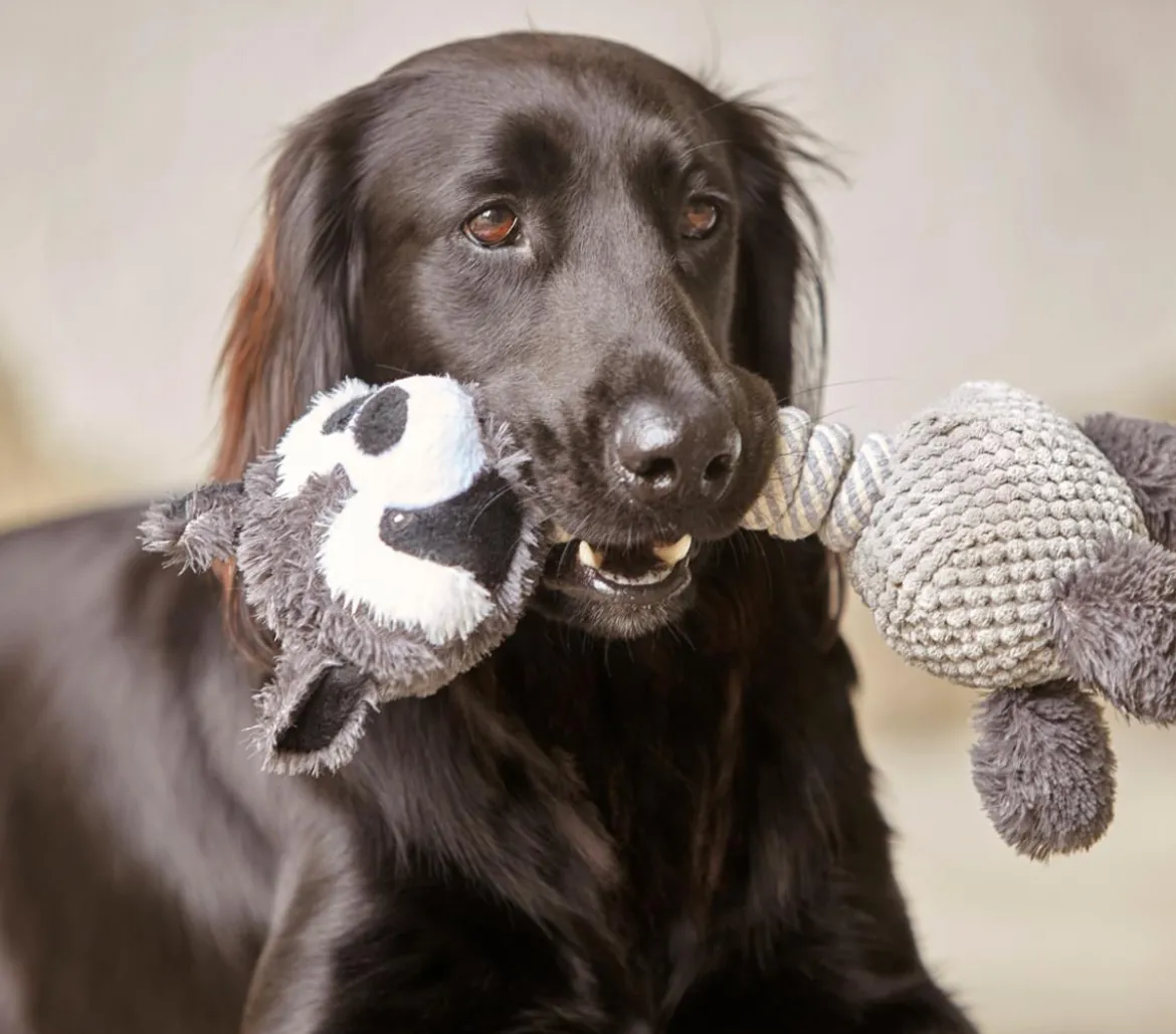 Dehner Lieblinge Hundespielzeug Racoon