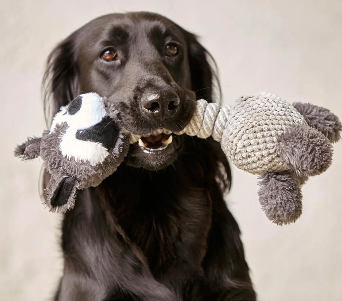 Dehner Lieblinge Hundespielzeug Racoon