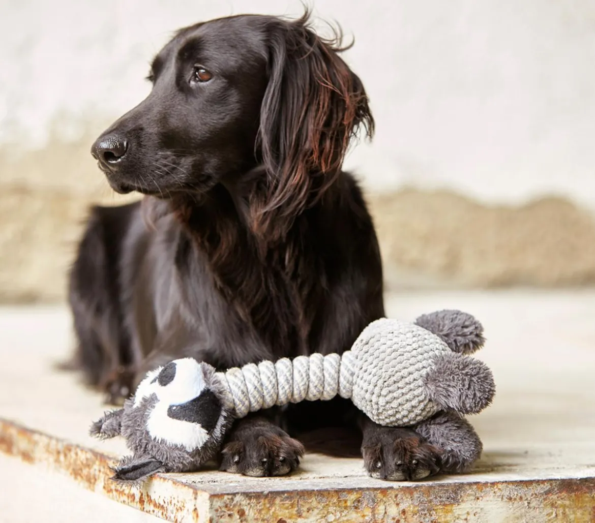 Dehner Lieblinge Hundespielzeug Racoon