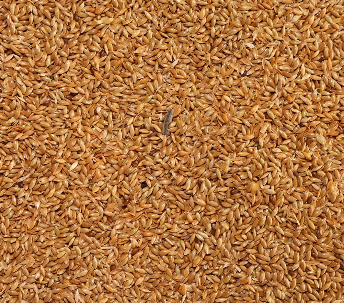 Dehner Lieblinge Kanariensaat, 1 kg