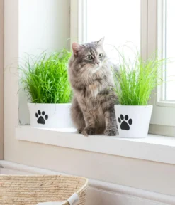 Dehner Lieblinge Katzengras - Cyperus zumula