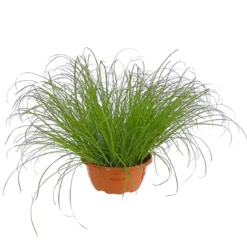 Dehner Lieblinge Katzengras - Cyperus zumula