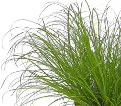 Dehner Lieblinge Katzengras - Cyperus zumula
