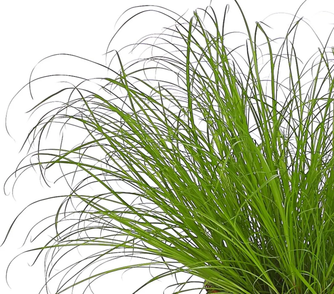 Dehner Lieblinge Katzengras - Cyperus zumula
