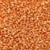 Dehner Lieblinge Katzengras Saatgut, 100 g
