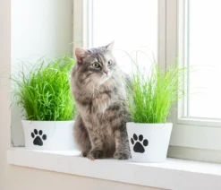 Dehner Lieblinge Katzengras Saatgut, 100 g