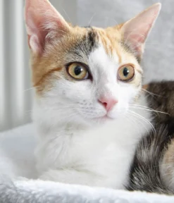 Dehner Lieblinge Katzen-Heizungshängematte Homey