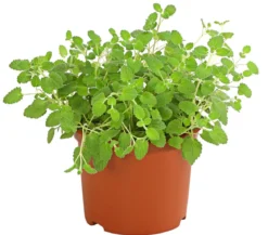 Dehner Lieblinge Katzenminze - Nepeta cataria