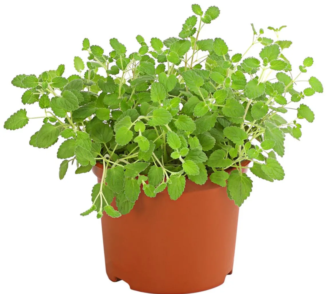 Dehner Lieblinge Katzenminze - Nepeta cataria