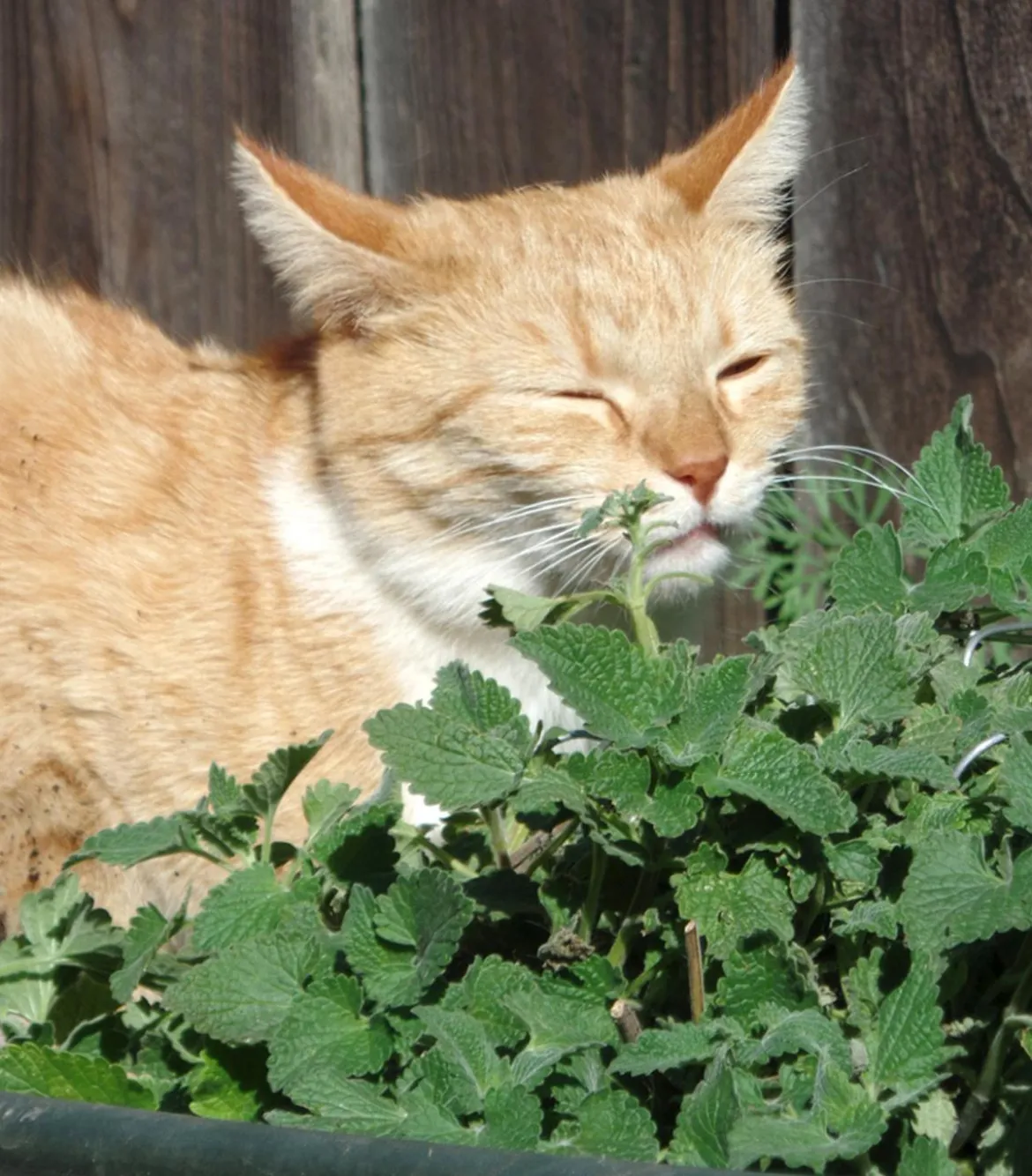 Dehner Lieblinge Katzenminze - Nepeta cataria