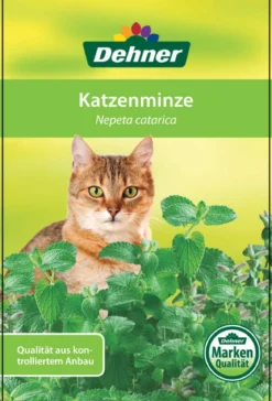 Dehner Lieblinge Katzenminze - Nepeta cataria