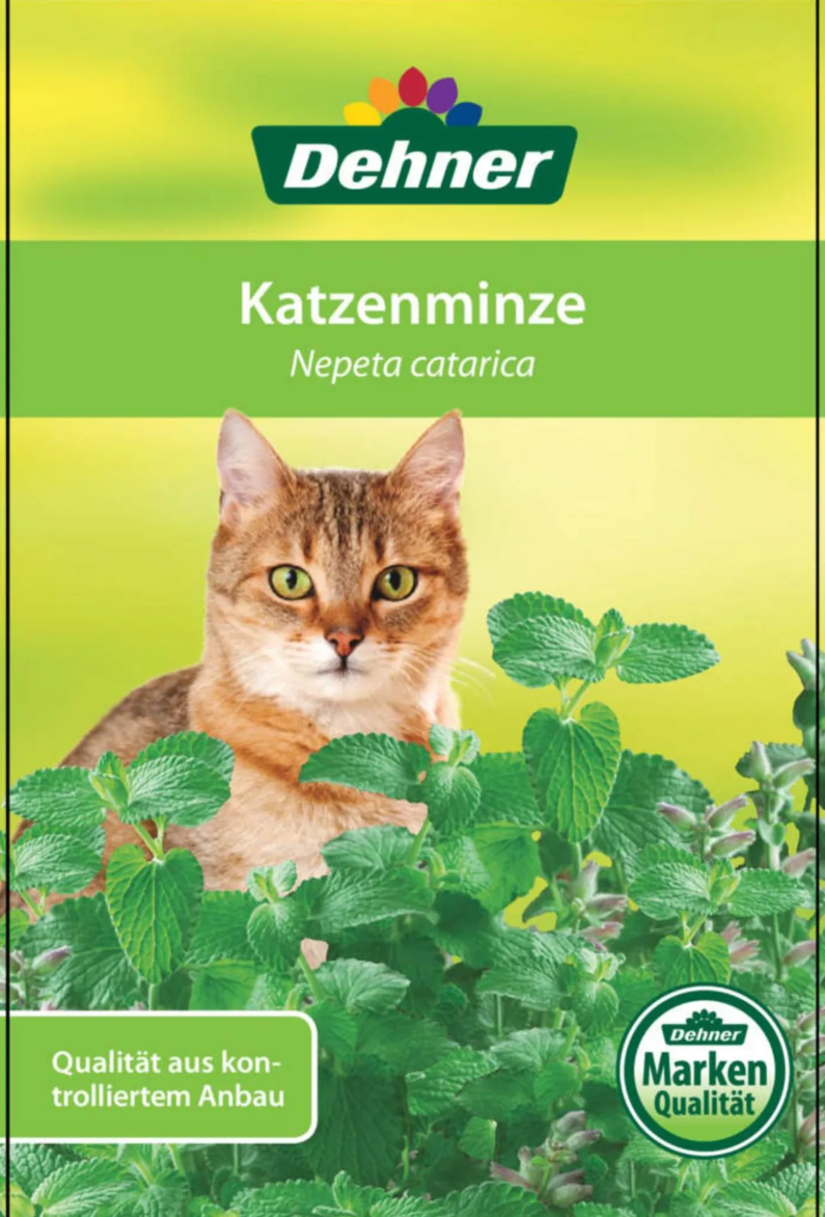 Dehner Lieblinge Katzenminze - Nepeta cataria