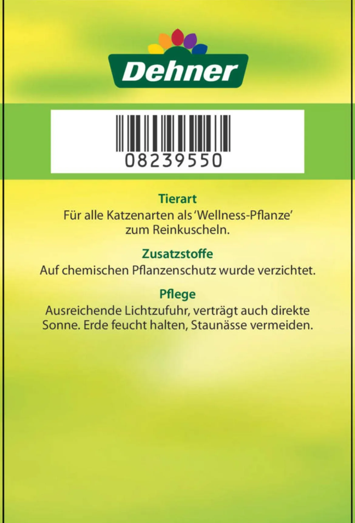 Dehner Lieblinge Katzenminze - Nepeta cataria