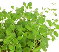 Dehner Lieblinge Katzenminze - Nepeta cataria