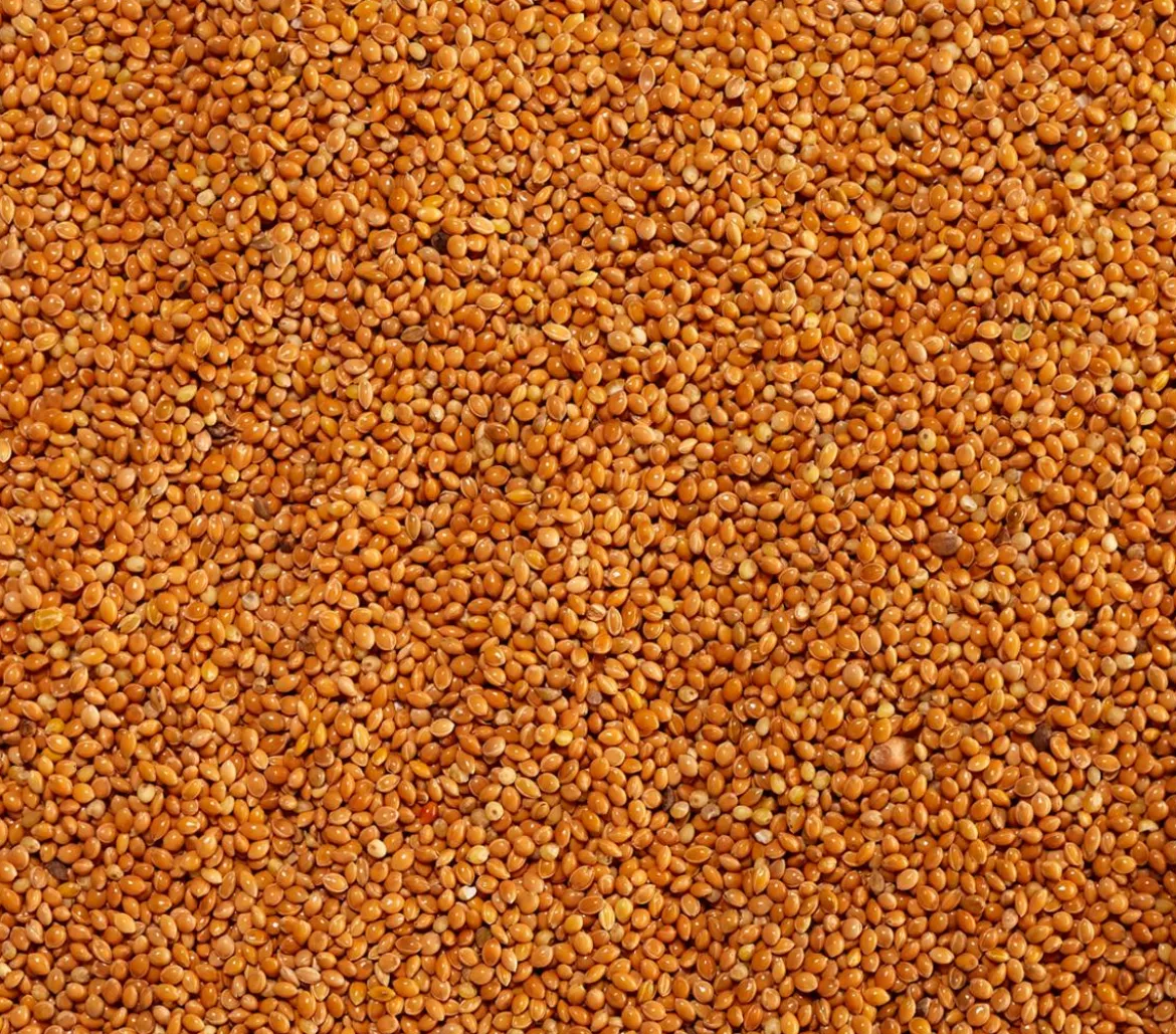 Dehner Lieblinge Marokkohirse, 1 kg