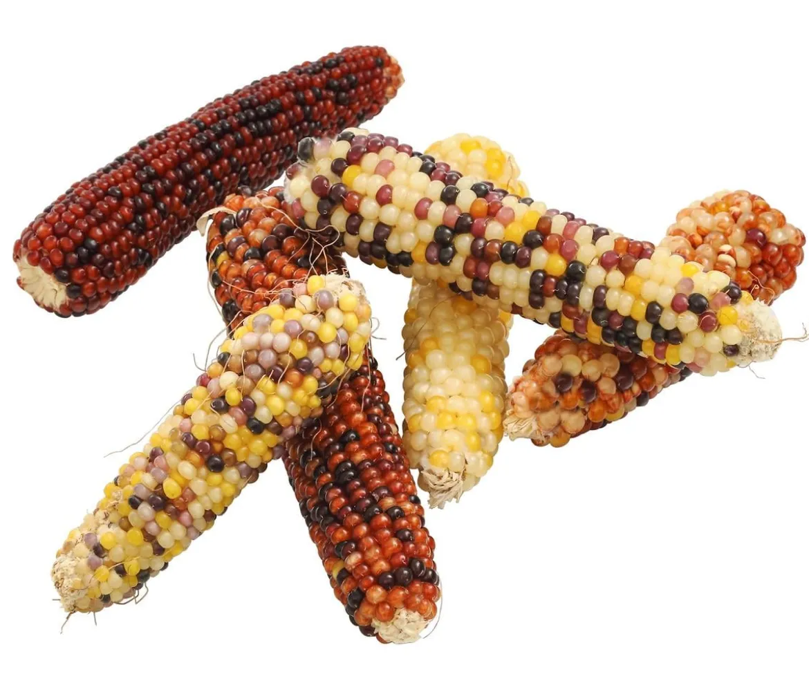 Dehner Lieblinge Nagersnack Mini-Popcorn für Vögel und Nager, 170g