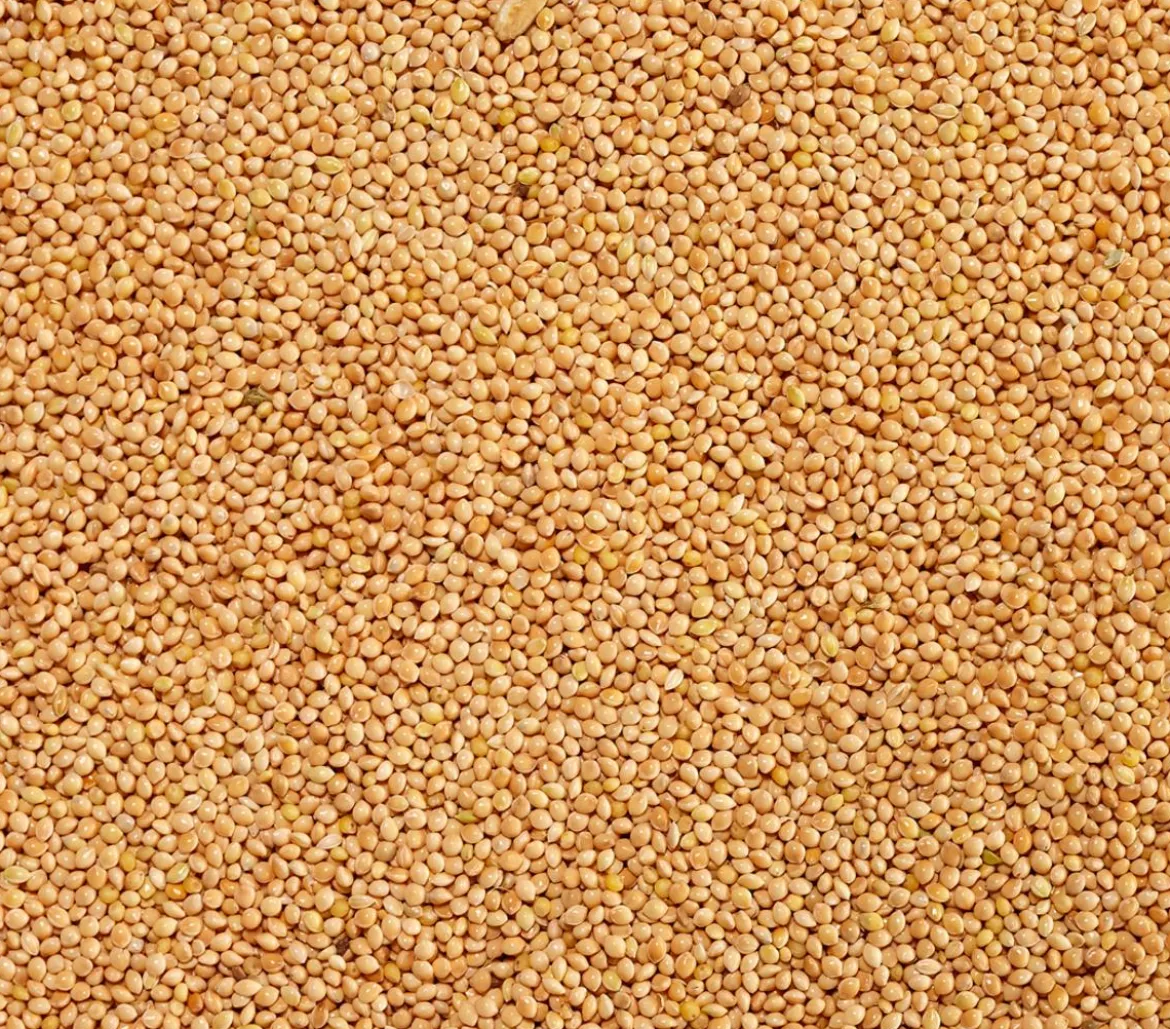 Dehner Lieblinge Silberhirse, 1 kg