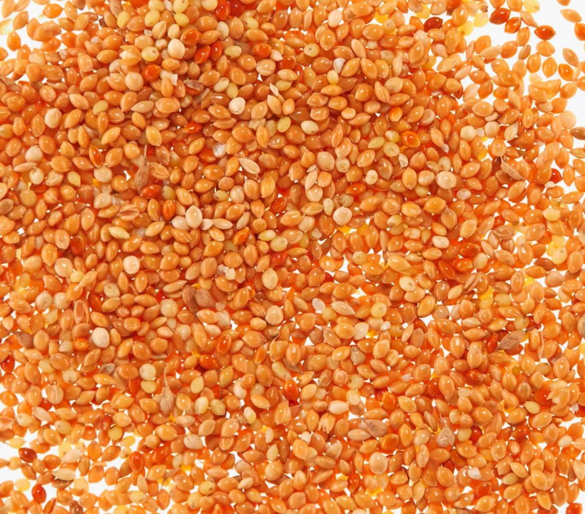 Dehner Lieblinge Sprechfutter für Sittiche, 20 g
