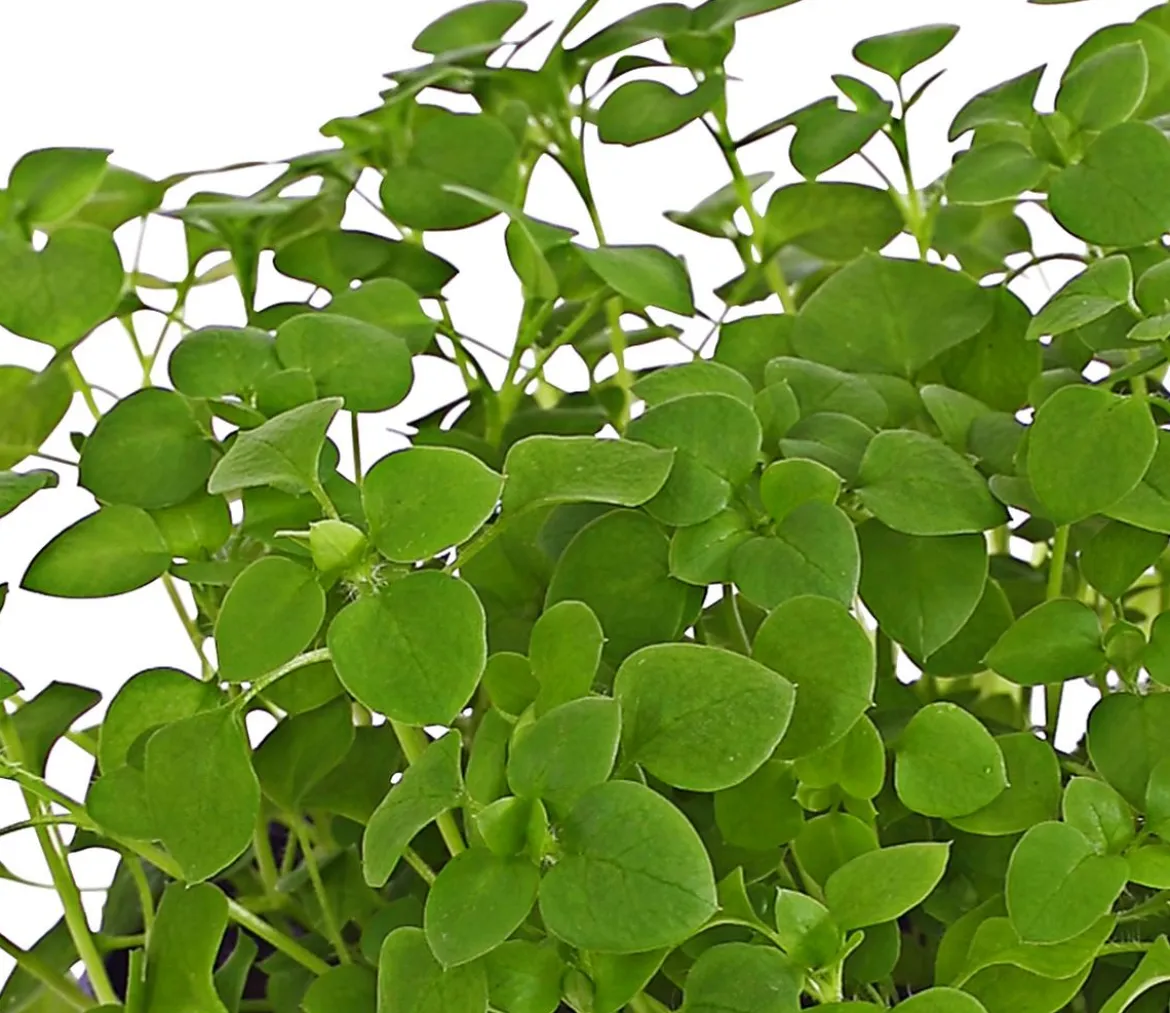 Dehner Lieblinge Vogelmiere - Stellaria media