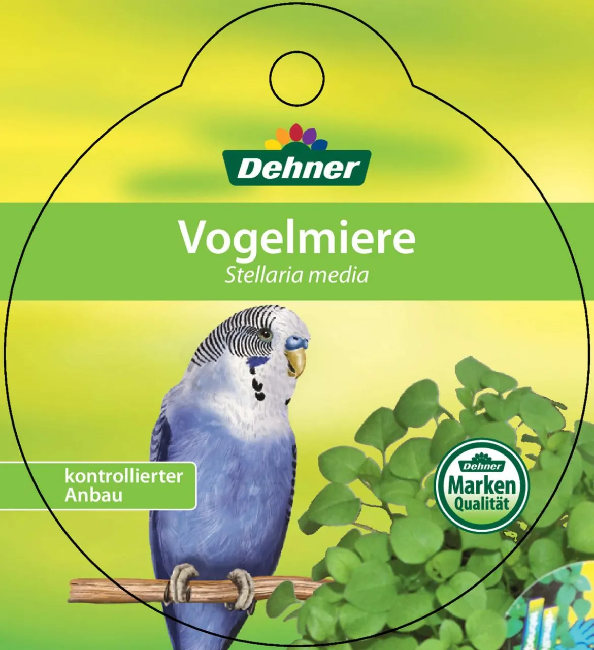 Dehner Lieblinge Vogelmiere - Stellaria media